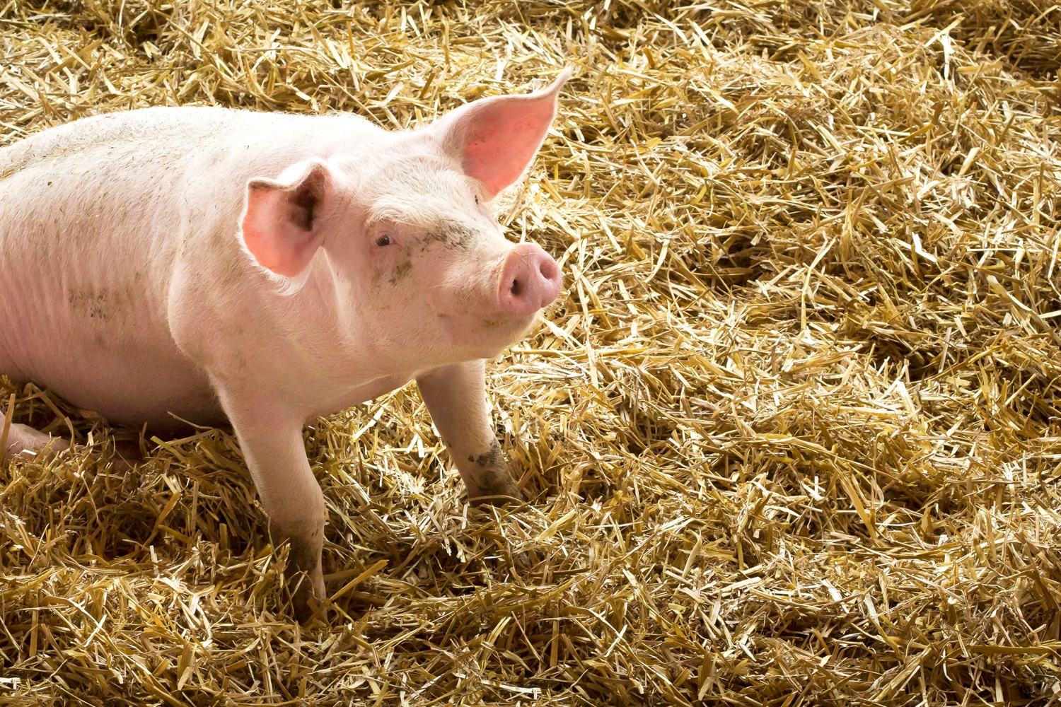 Naturschwein Metzgerei Joseph Huber